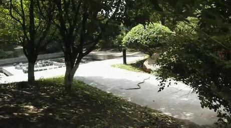 蛇影重重扰民心 物业撒药难奏效 愿出资求助盼解忧